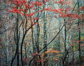 Bold Autumn Forest, TN