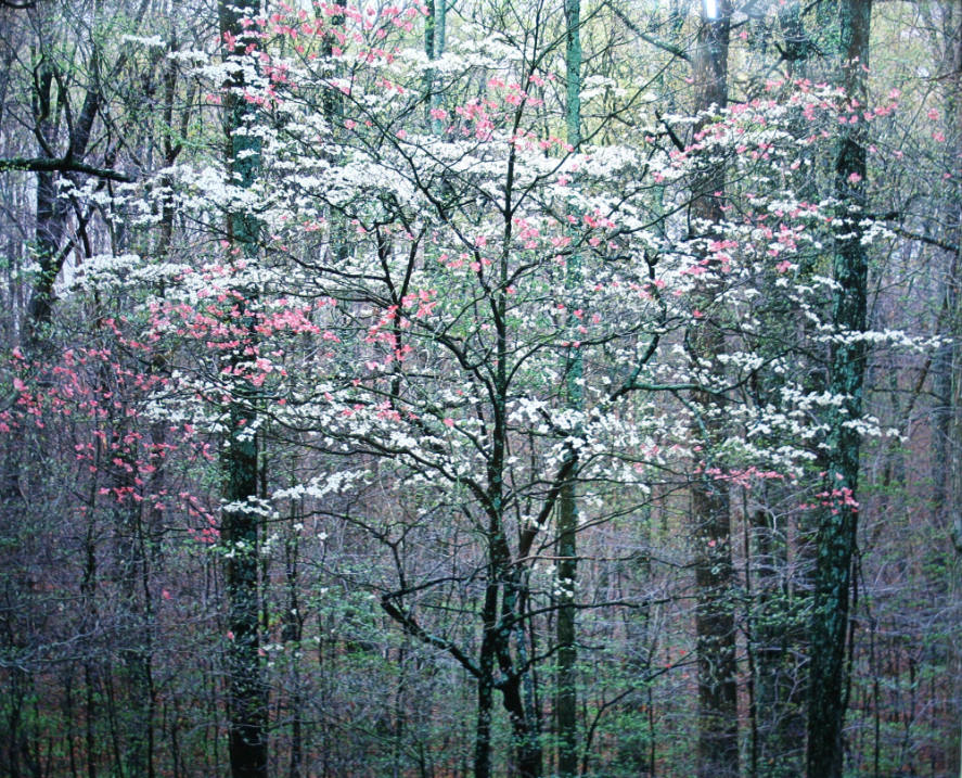 Pink and White Dogwood, KY