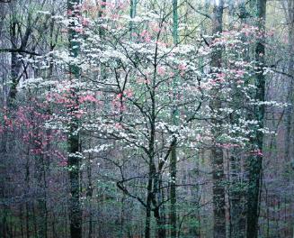 Pink and White Dogwood, KY