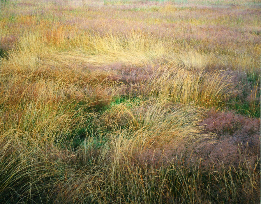 Blooming Grasses, CT