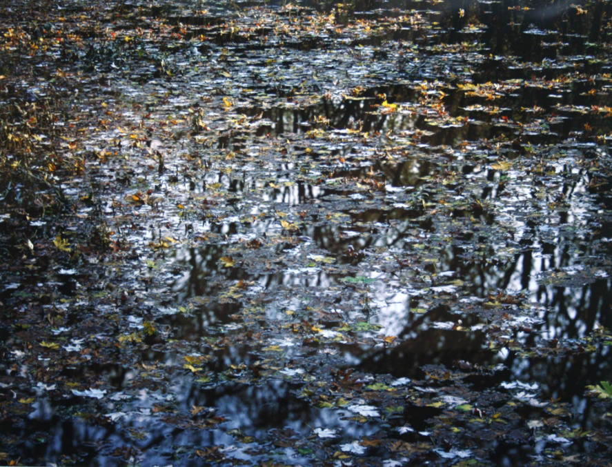 Floating Leaves on River at Sunset, NJ