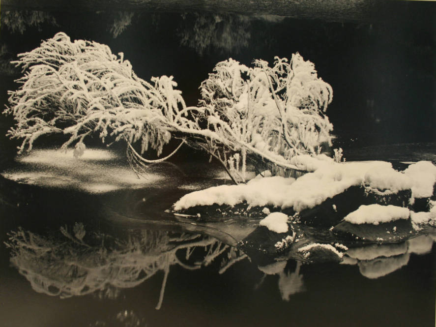 Ice Covered Branch, Yosemite