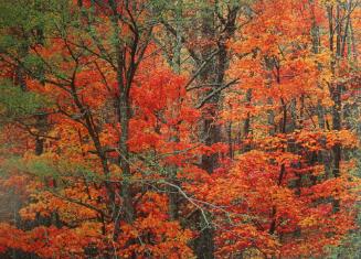 Cherokee Autumn Forest, TN