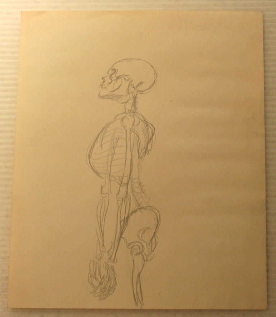 Human Anatomy Drawing