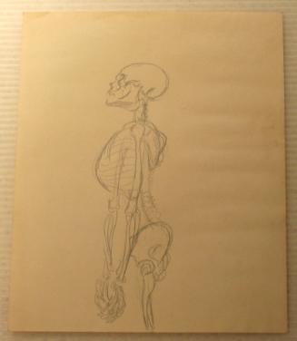 Human Anatomy Drawing